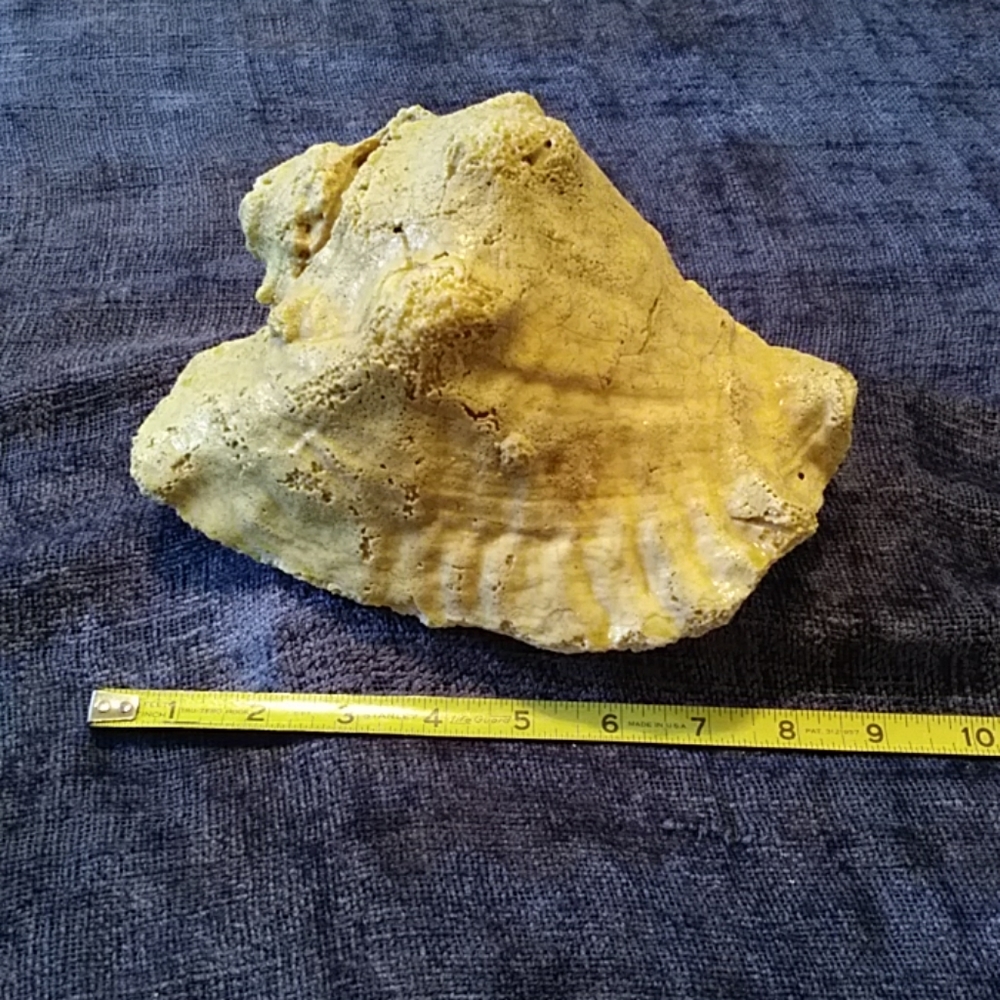 Conch Shell - Picture 4 of 6